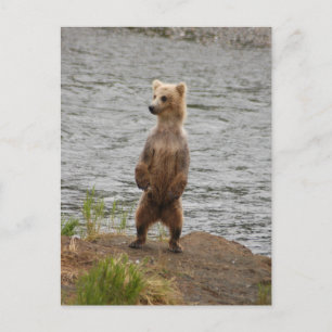 Cartão Postal Urso fechado, Brooks Falls Alasca