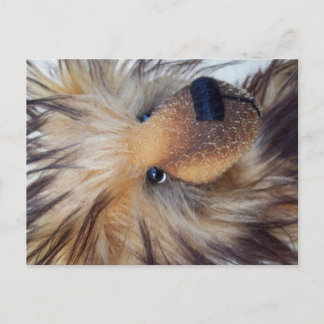 Cartão Postal Urso Fluffy