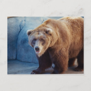 Cartão Postal Urso Grelha 1