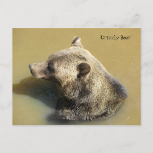 Cartão Postal Urso Grelha na Água