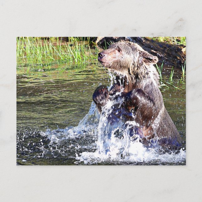 Cartão Postal Urso Grelha na Água (Frente)