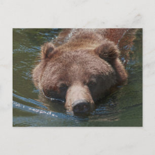 Cartão Postal Urso Grizzly