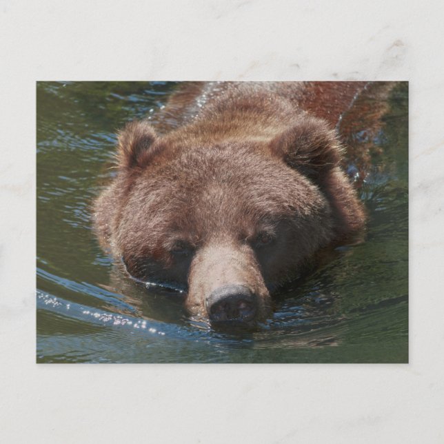 Cartão Postal Urso Grizzly (Frente)