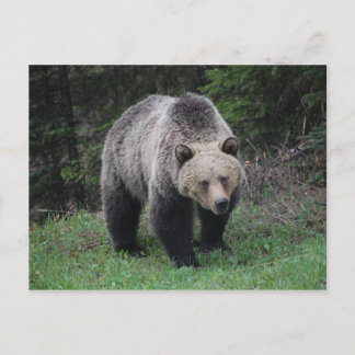 Cartão Postal Urso Grizzly