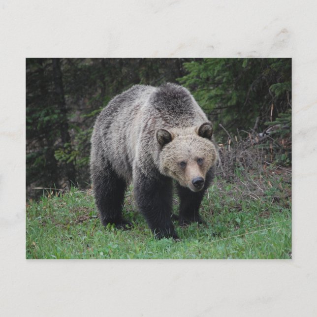 Cartão Postal Urso Grizzly (Frente)