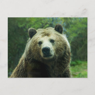 Cartão Postal Urso-grizzly
