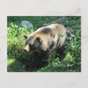 Cartão Postal Urso Grizzly