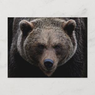 Cartão Postal Urso Grizzly Brown