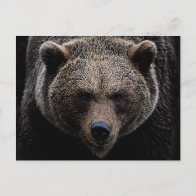 Cartão Postal Urso Grizzly Brown (Frente)