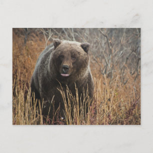 Cartão Postal Urso Grizzly com Lábios de mirtilo