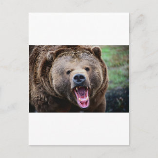 Cartão Postal Urso Grizzly em Raiz