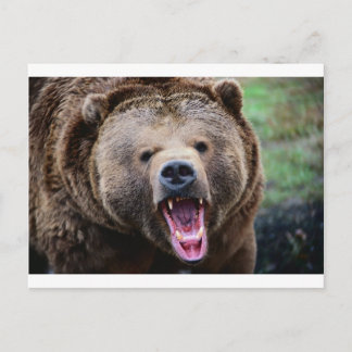 Cartão Postal Urso Grizzly em Raiz