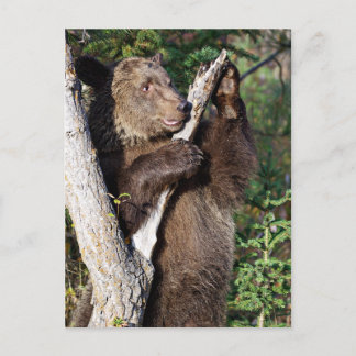 Cartão Postal Urso Grizzly inclinado sobre uma árvore
