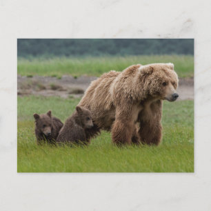 Cartão Postal Urso Grizzly Mãe com Cubos Gêmeos