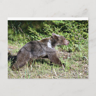 Cartão Postal Urso Grizzly na Corrida