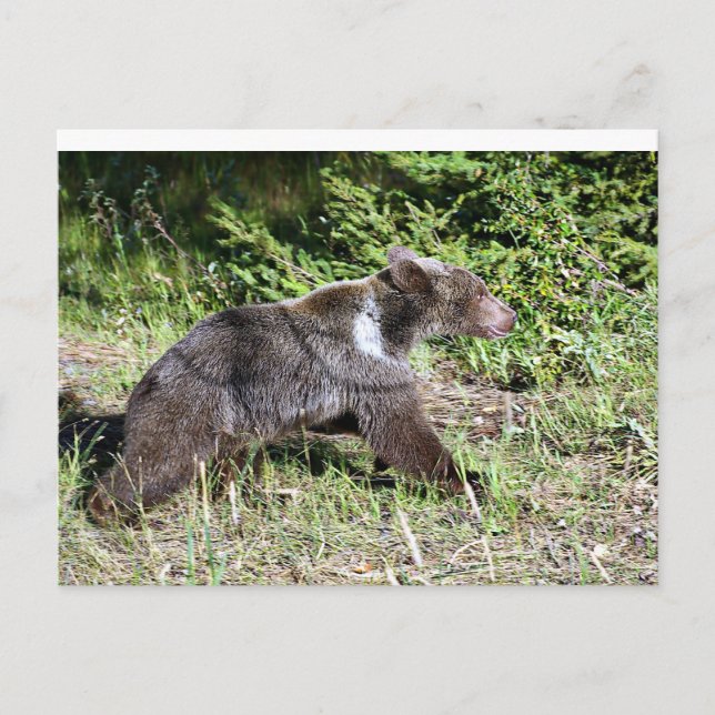 Cartão Postal Urso Grizzly na Corrida (Frente)