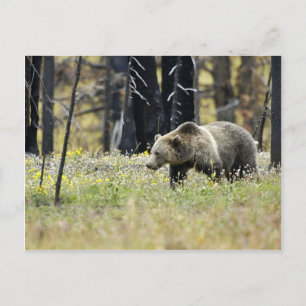 Cartão Postal Urso Grizzly no Campo no Parque Nacional de Yellow