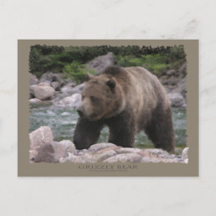 Cartão Postal Urso Grizzly - Pastas