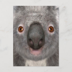 Cartão Postal Urso Koalá