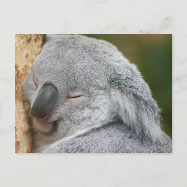 Cartão Postal Urso Koala (Frente)