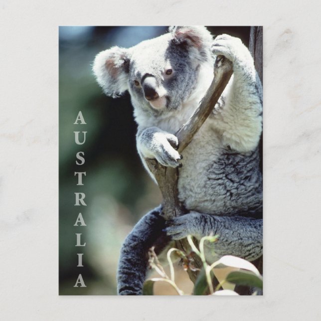 Cartão Postal Urso Koala, Austrália (Frente)