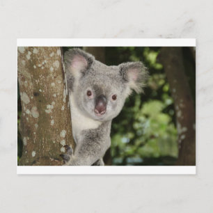 Cartão Postal Urso koala da Austrália é um animal fofo