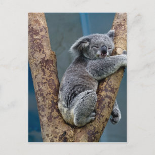 Cartão Postal Urso Koala Dorme Abraçado a uma Árvore