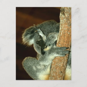 Cartão Postal Urso Koala, Dormindo com pata sobre a face