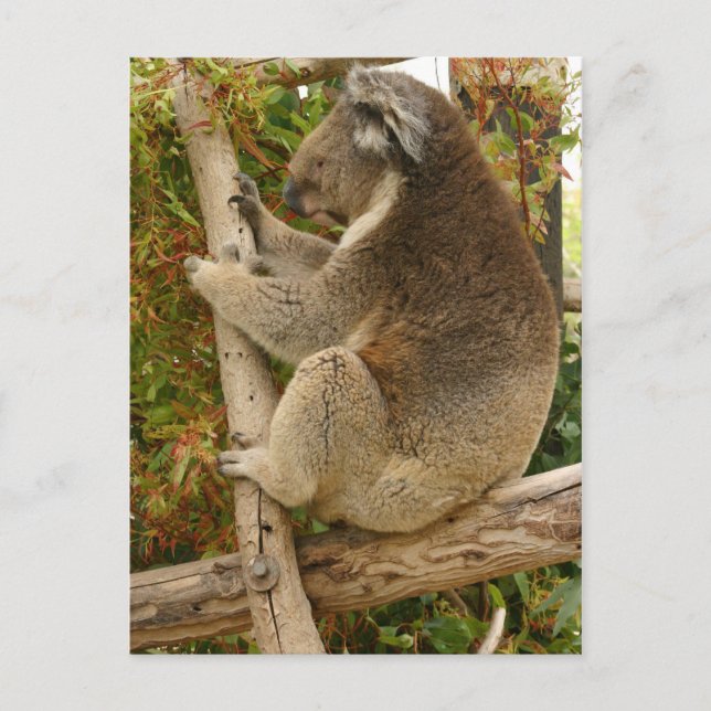 Cartão Postal Urso Koala dormindo numa árvore (Frente)