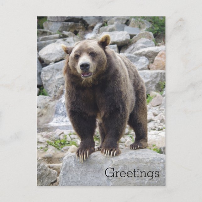 Cartão Postal Urso Kodiak em Pé sobre uma Rocha (Frente)