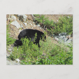 Cartão Postal Urso Negro