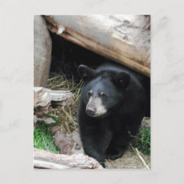 Cartão Postal Urso Negro