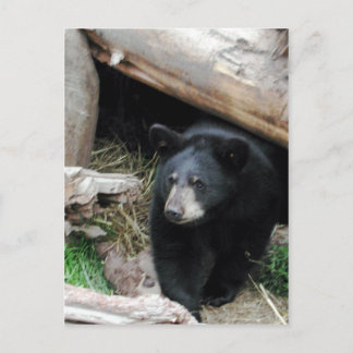 Cartão Postal Urso Negro