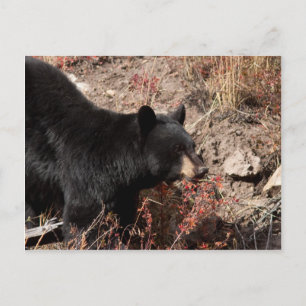 Cartão Postal Urso Negro