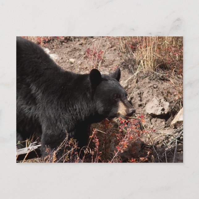 Cartão Postal Urso Negro (Frente)