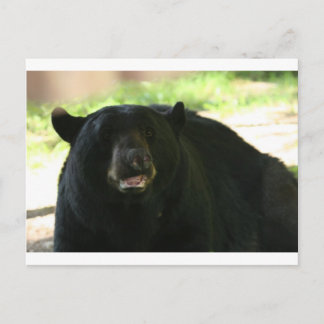 Cartão Postal urso negro