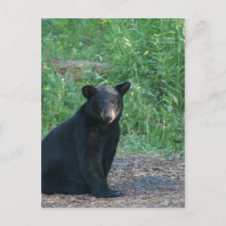 Cartão Postal urso negro
