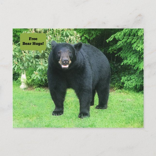 Cartão Postal Urso Negro - "Abraços de Urso sem Cubby!" (Frente)