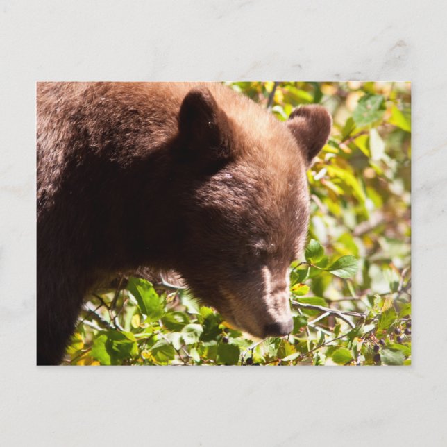 Cartão Postal Urso Negro Cinamão (Frente)