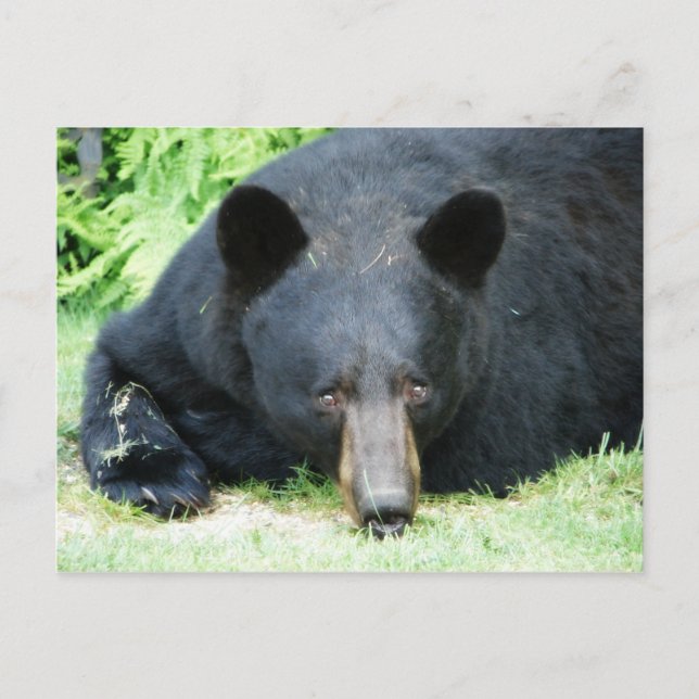 Cartão Postal Urso Negro - "Cubby" (Frente)