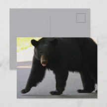 Urso Negro em Cades Cove - Grandes Montanhas Fumeg