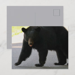Cartão Postal Urso Negro em Cades Cove - Grandes Montanhas Fumeg