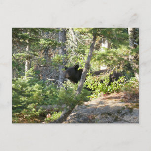 Cartão Postal Urso Negro em Grand Teton