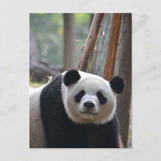 Cartão Postal Urso Panda Curioso (Frente)