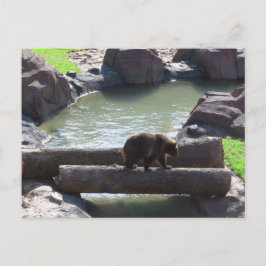 Cartão Postal Urso-pardo
