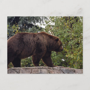Cartão Postal urso-pardo-007