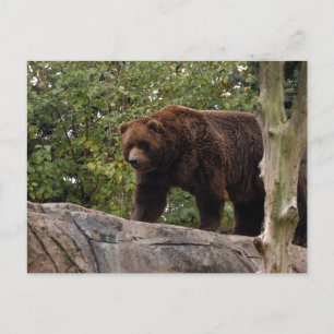 Cartão Postal urso-pardo-013