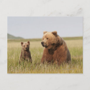 Cartão Postal Urso Pardo com Filhote