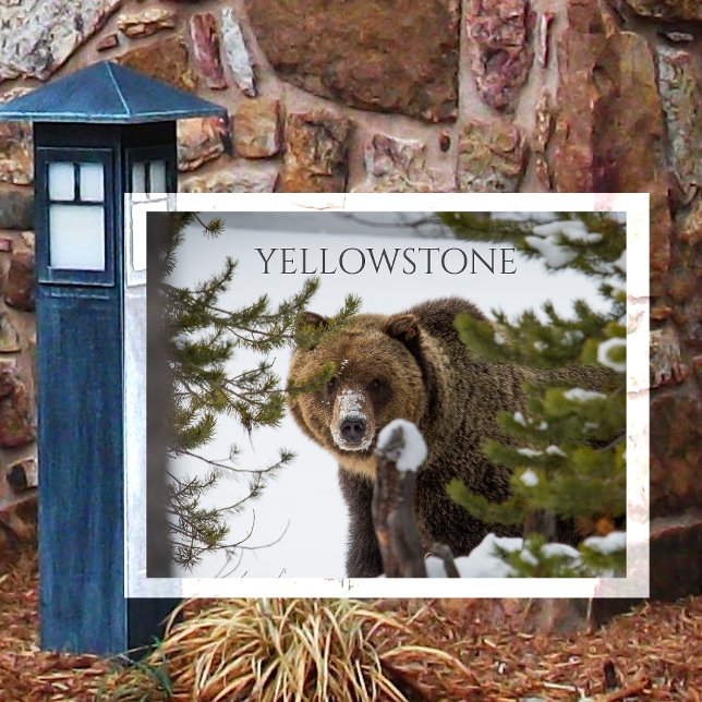 Cartão Postal Urso Pardo, Espiando Yellowstone NP (Criador carregado)