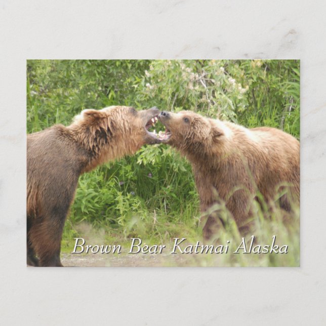Cartão Postal Urso Pardo Katmai Alasca  (Frente)